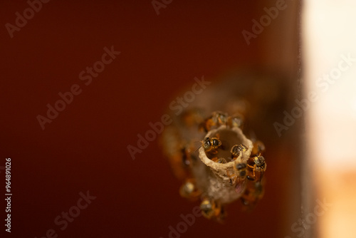 abelhas jataí  entrando na colmeia