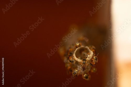 abelhas jataí  entrando na colmeia