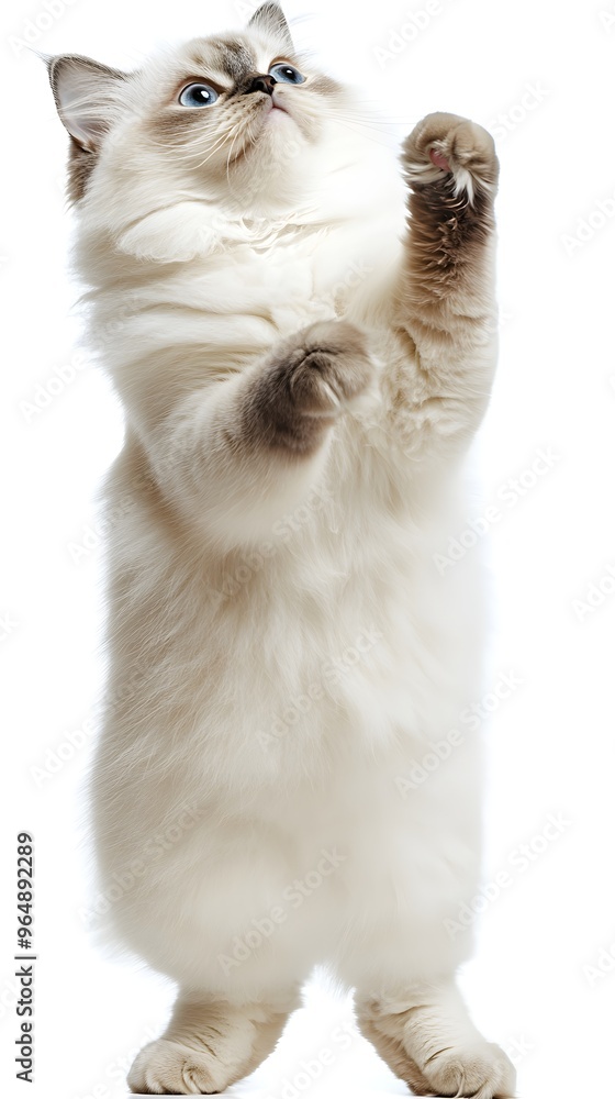 Obraz premium Amusing cat standing, captured in a cute and transparent display