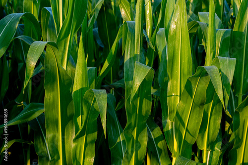 des feuilles de maïs