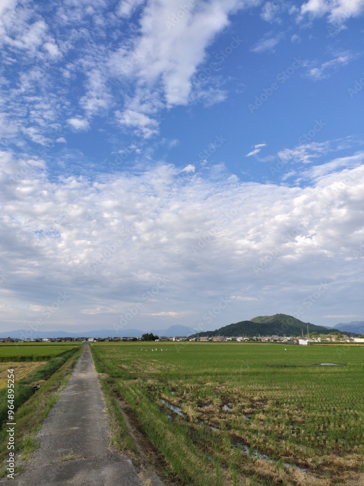 Fototapeta premium paddy field
