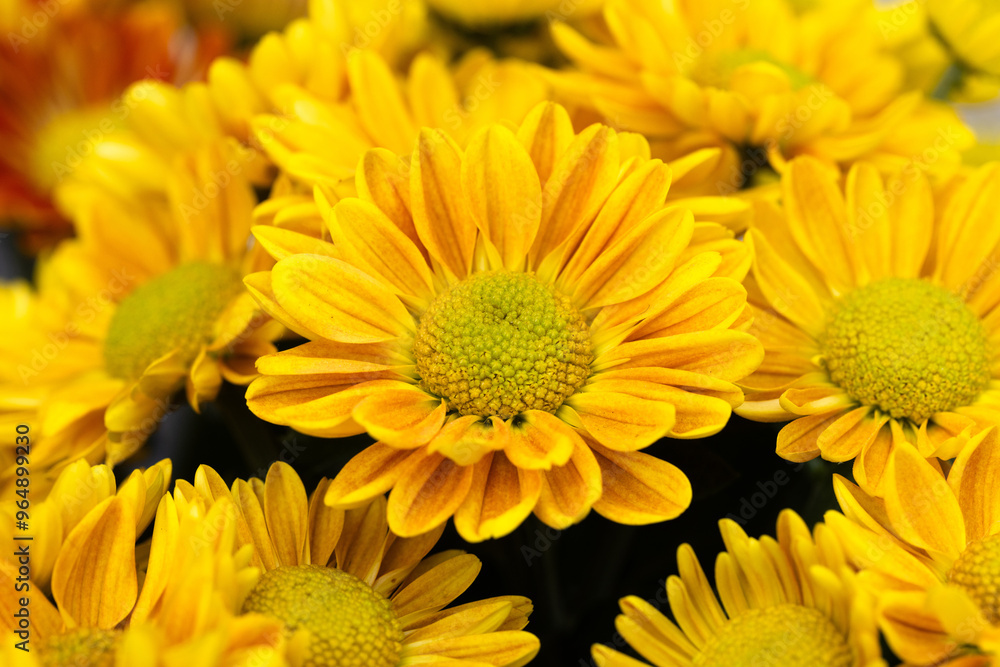 Golden Yellow Autumn Mums In Garden Golden Yellow Autumn Mums In Garden