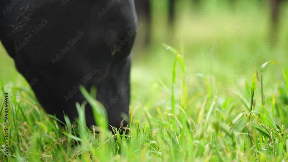 beautiful cattle in Australia eating grass, grazing on pasture. Herd of cows free range beef being regenerative raised on an agricultural farm. Sustainable farming beautiful cattle in Australia eating grass, grazing on pasture. Herd of cows free range beef being regenerative raised on an agricultural farm. Sustainable farming