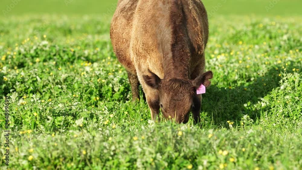 beautiful cattle in Australia eating grass, grazing on pasture. Herd of cows free range beef being regenerative raised on an agricultural farm. Sustainable farming beautiful cattle in Australia eating grass, grazing on pasture. Herd of cows free range beef being regenerative raised on an agricultural farm. Sustainable farming