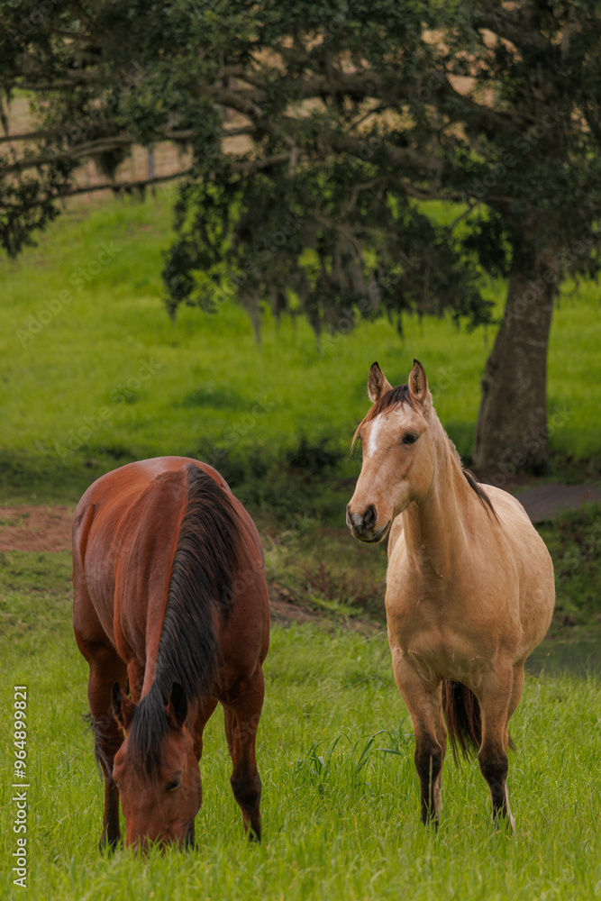 horses in the field horses in the field
