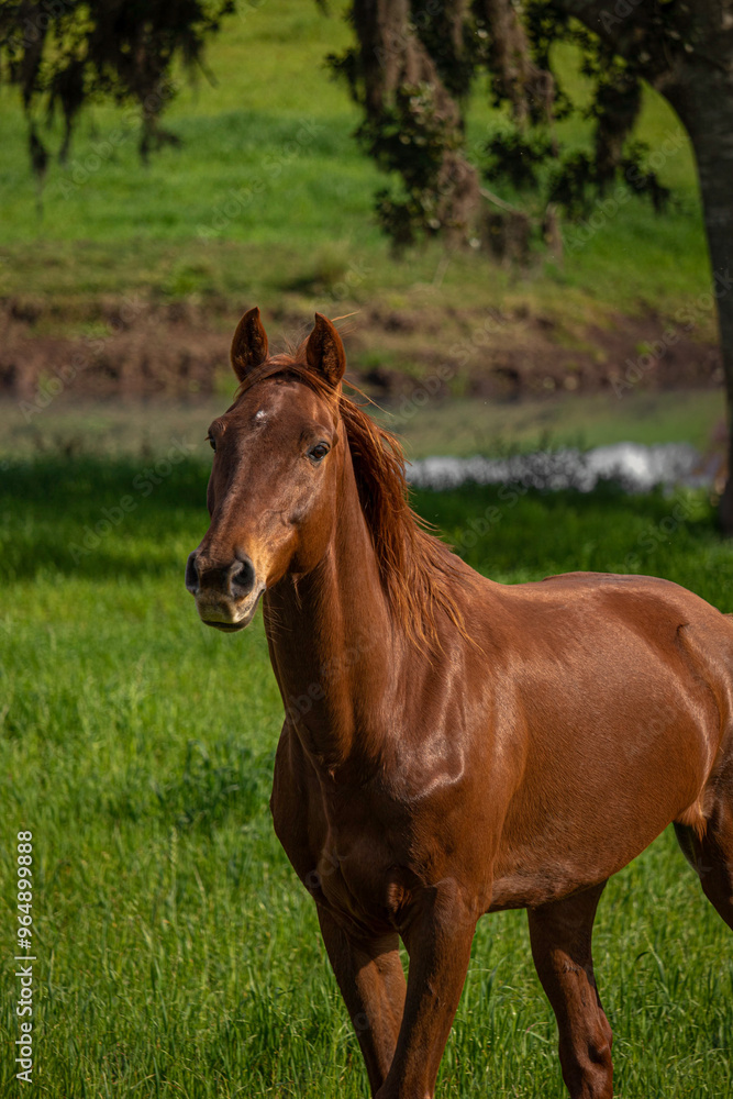 horse and foal horse and foal