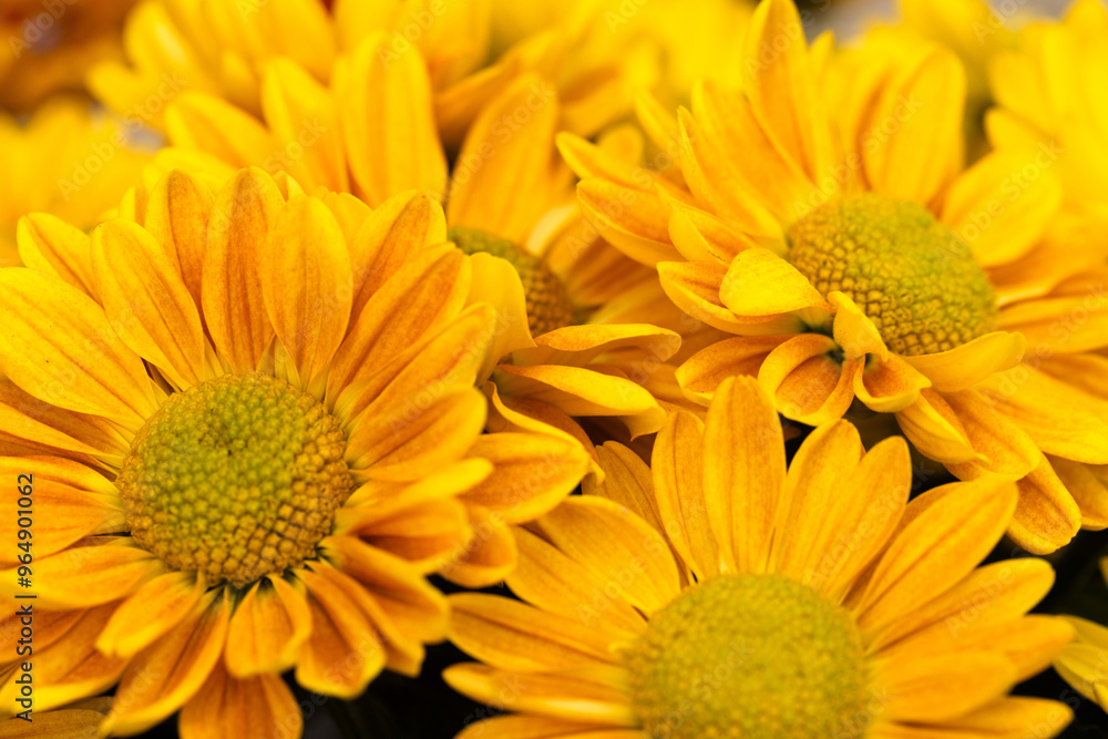 October Autumn Mums In Fall Garden October Autumn Mums In Fall Garden