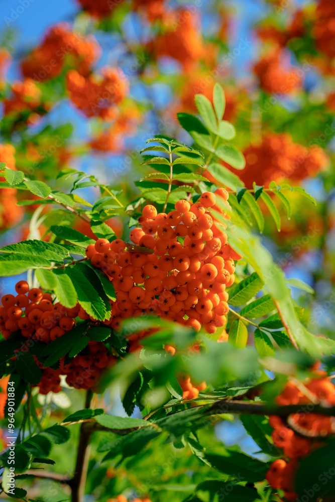 A cluster of ripe orange rowan berries hangs from a brown branch with dark green serrated leaves against a clear blue sky. The berries are glossy and round, creating a vibrant contrast. A cluster of ripe orange rowan berries hangs from a brown branch with dark green serrated leaves against a clear blue sky. The berries are glossy and round, creating a vibrant contrast.