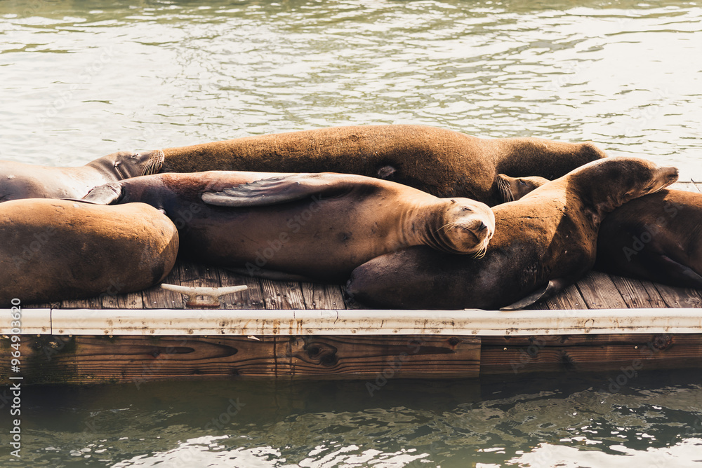 Fototapeta premium Resting Sea Lions