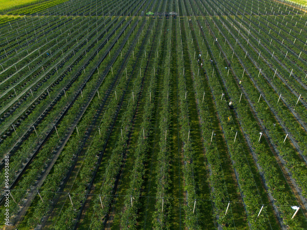 Modern Blueberry Orchard with Anti-hail nets, Irrigation and Modern Growing Systems in Containers. Drone view Modern Blueberry Orchard with Anti-hail nets, Irrigation and Modern Growing Systems in Containers. Drone view