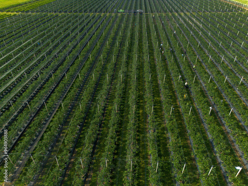 Modern Blueberry Orchard with Anti-hail nets, Irrigation and Modern Growing Systems in Containers. Drone view