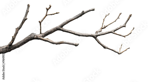 bare tree branches transparent background