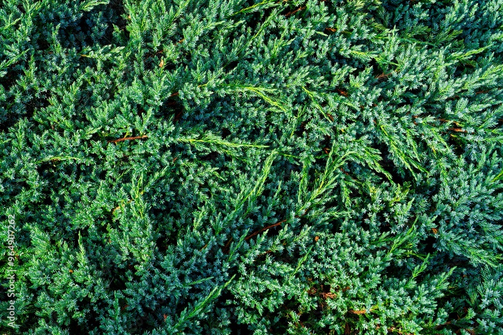 The image shows a close-up of a juniper bush, displaying a dense texture of vibrant green leaves. Ideal for nature-themed projects, landscaping, gardening, and as a background for text or design The image shows a close-up of a juniper bush, displaying a dense texture of vibrant green leaves. Ideal for nature-themed projects, landscaping, gardening, and as a background for text or design
