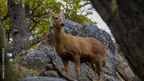 huemul avistado en El Chalten , Patagonia Argentina photo