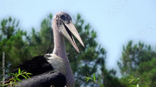 Marabout bird exposes itself in the treetops photo