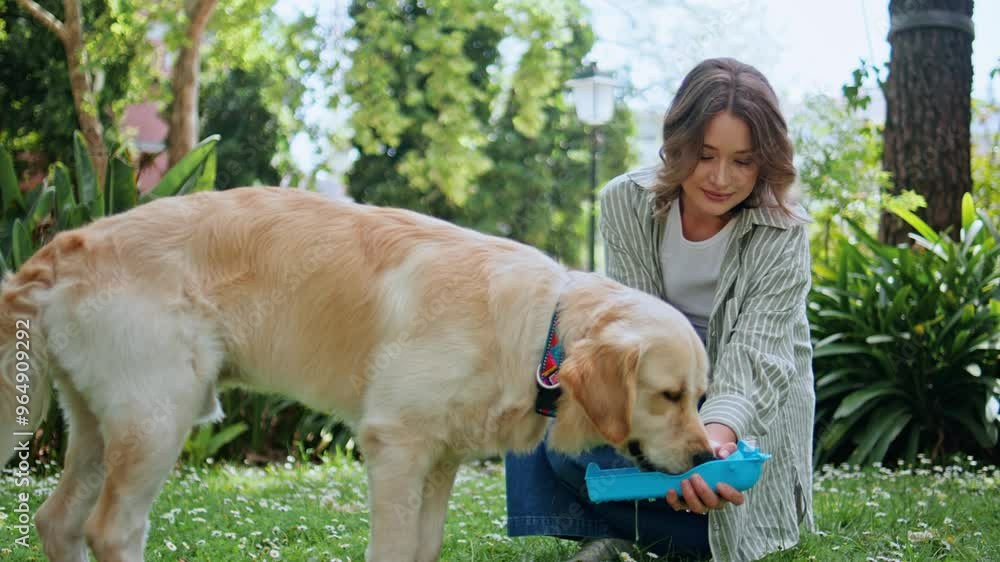 Woman offering water dog in sunny park closeup. Healthy golden retriever licking Woman offering water dog in sunny park closeup. Healthy golden retriever licking