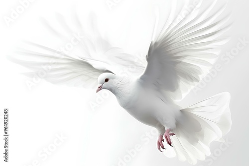 white dove flying