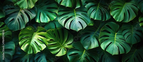 Wallpaper Mural Tropical Leaf Background Torontodigital.ca