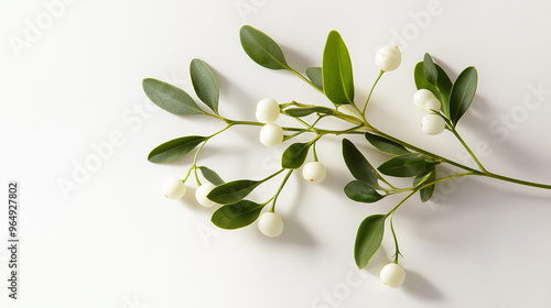 a sprig of mistletoe with white berries and green leaves against an isolated white background