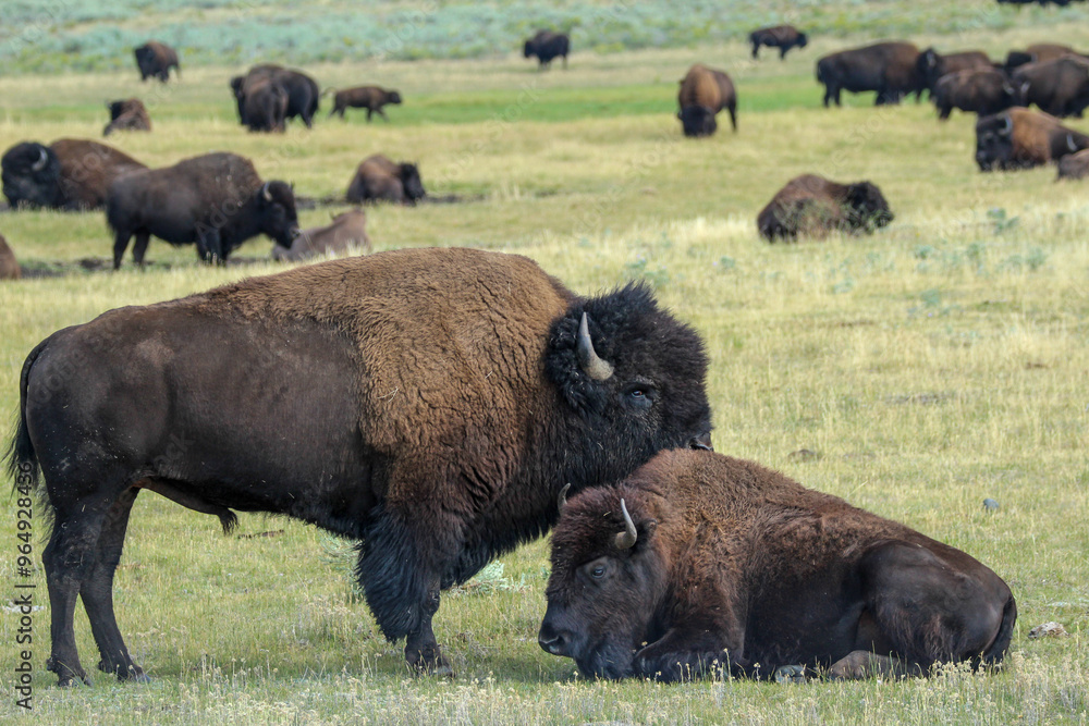 Herd of bison in Yellowstone National Park Herd of bison in Yellowstone National Park