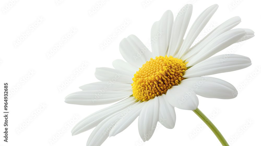 Naklejka premium chamomile transparent background