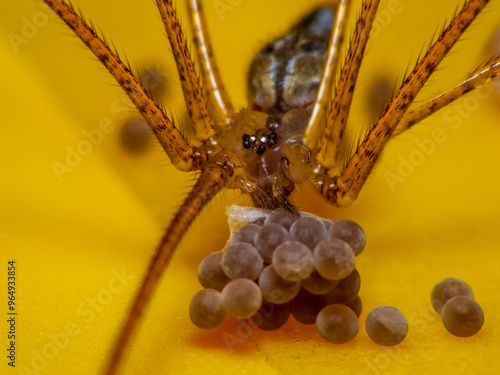 Huntsman Spider with egg sack and hatchling spiders photo