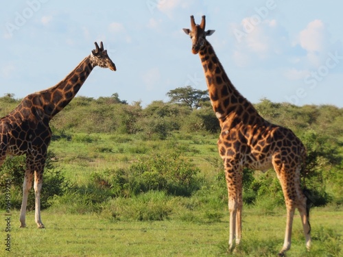 Canvas Print giraffe in the wild