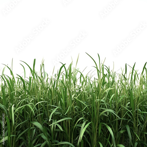Realistic grass White Background