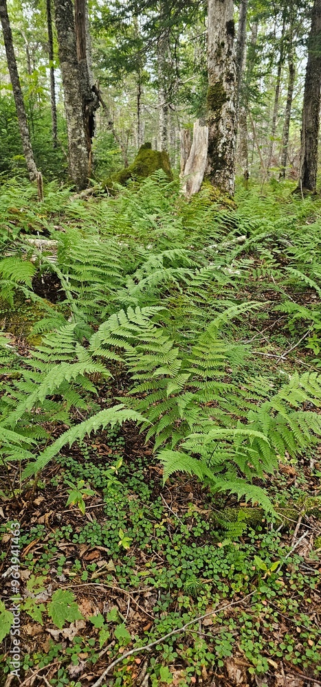 Fototapeta premium fern in the forest