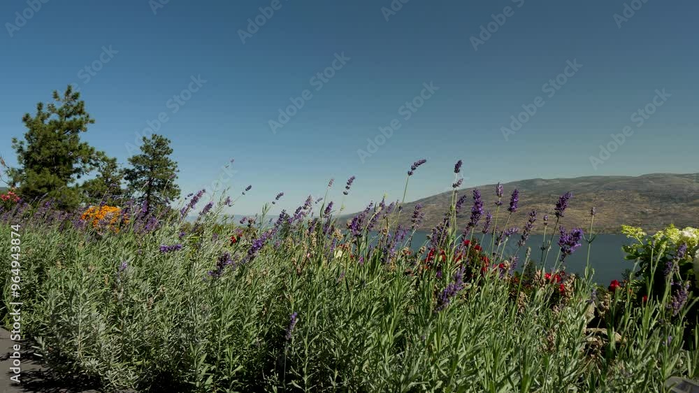 Bees and Butterflies buzzing or flying in a Lavender Garden Bees and Butterflies buzzing or flying in a Lavender Garden