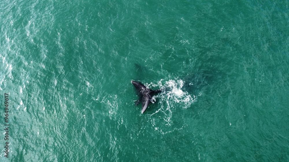 Aerial View of a Whale Diving into the Ocean Aerial View of a Whale Diving into the Ocean