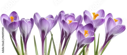 Crocus Plural Crocuses Or Croci Is A Genus Of Flowering Plants In The Iris Family A Single Crocus A Bunch Of Crocuses A Meadow Full Of Crocuses Close Up Crocus Crocus On White Background photo