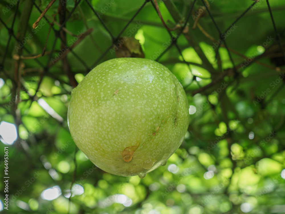 Passion fruit in the garden Passion fruit in the garden