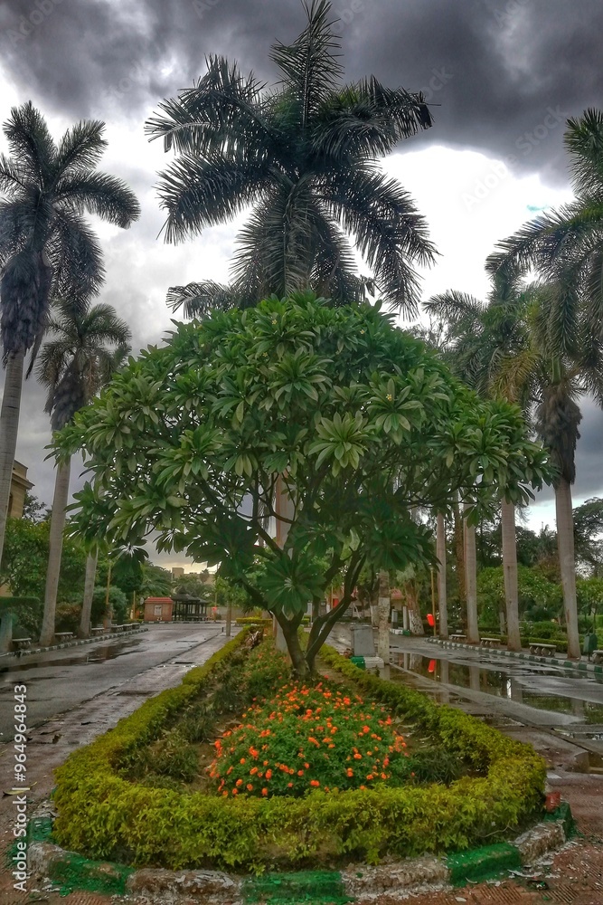 Fototapeta premium palm trees in the park