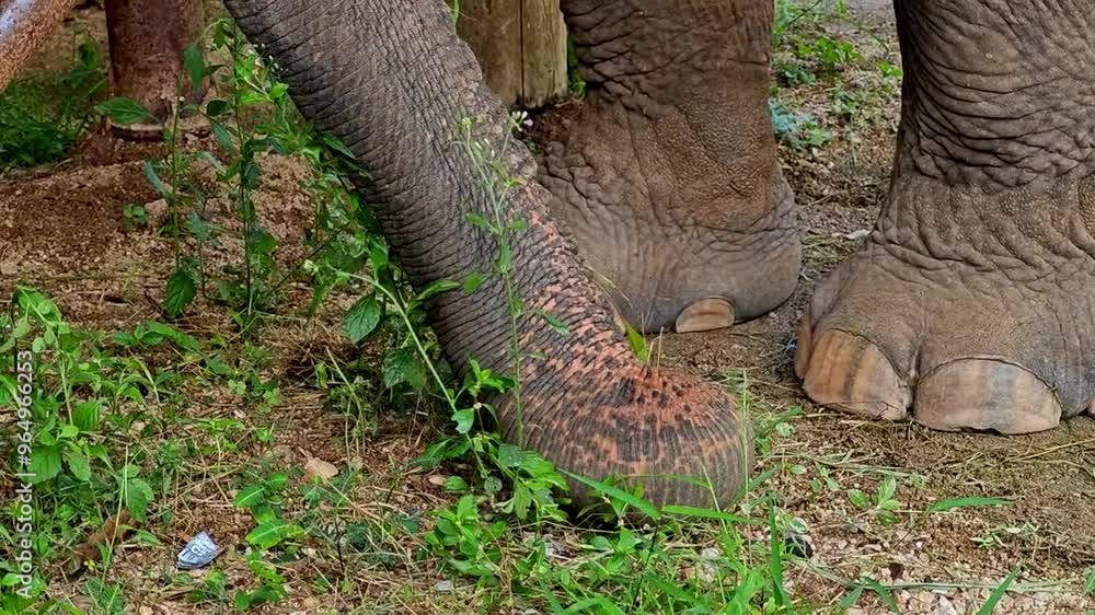 Close-up shot while elephant trunk finding food on the floor. Close-up shot while elephant trunk finding food on the floor.