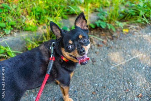 散歩する犬