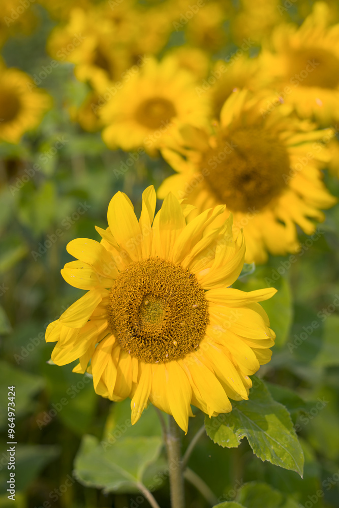 sunflower in the field