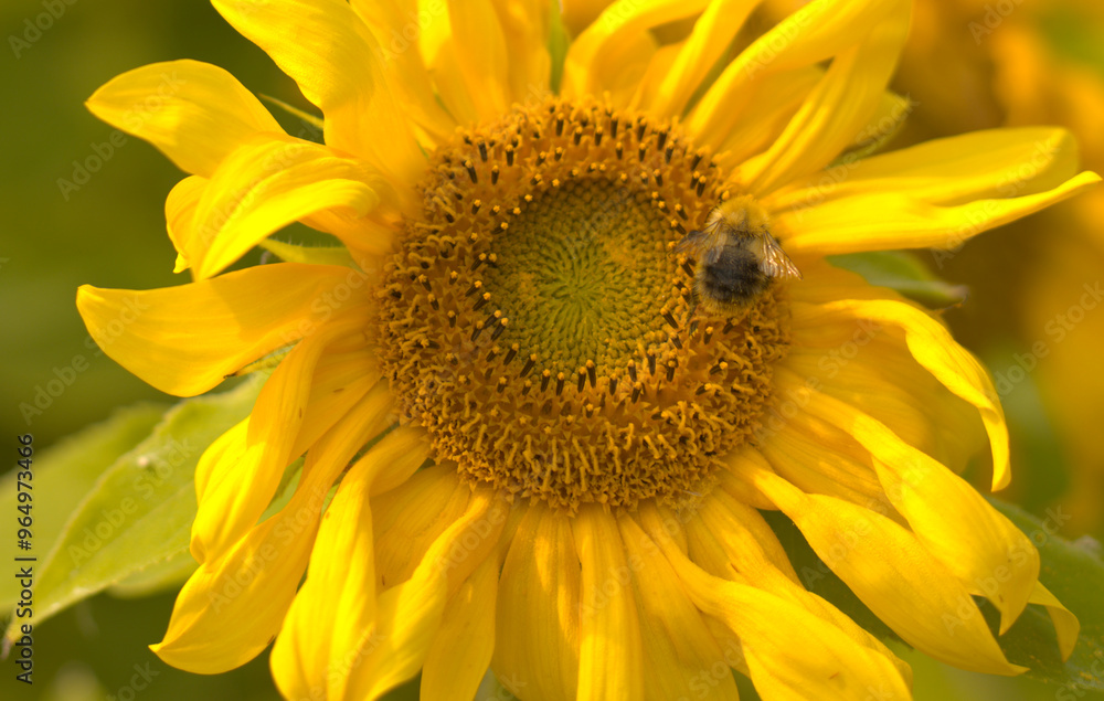 sunflower close up