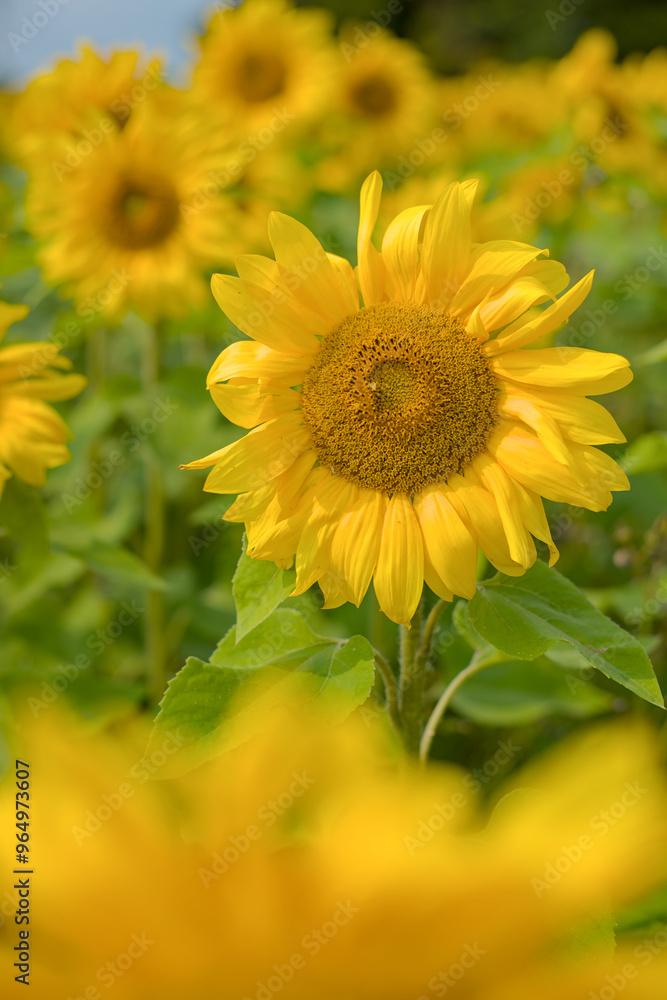 field of sunflowers