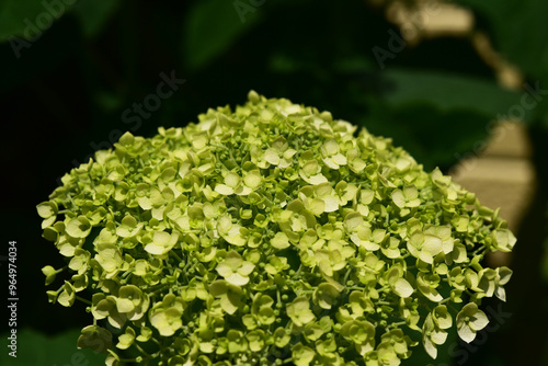 アナベルの開花 photo