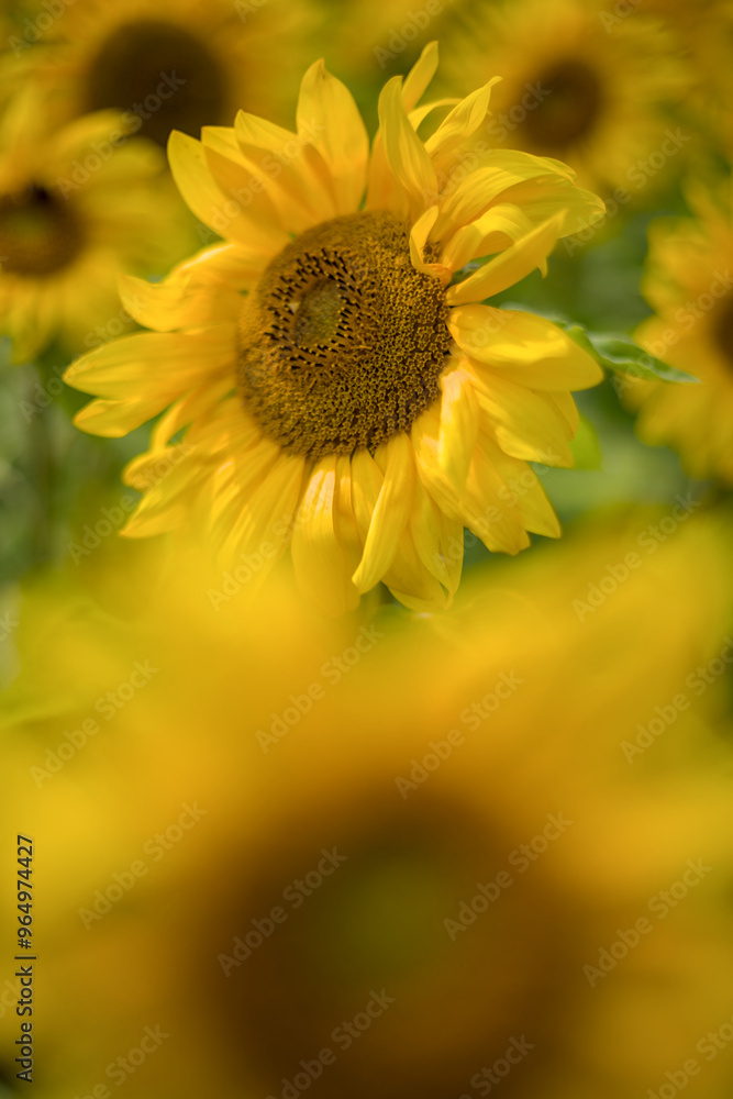 sunflower in the field