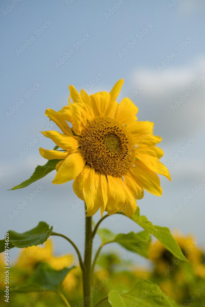 sunflower against blue sky