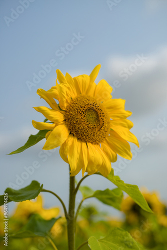 Obraz na płótnie sunflower against blue sky w salonie