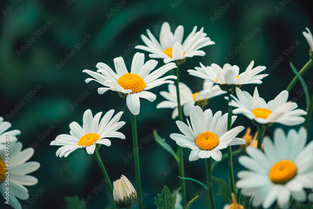 Obraz premium White daisy flowers. Wallpaper, background photo.