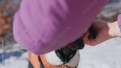 Close-up of owner hand putting warm knitted hat on head of dachshund dog for walks in cold winter, taking care of health of pet Overprotective mother of childfree, ad a winter collection of clothes  photo