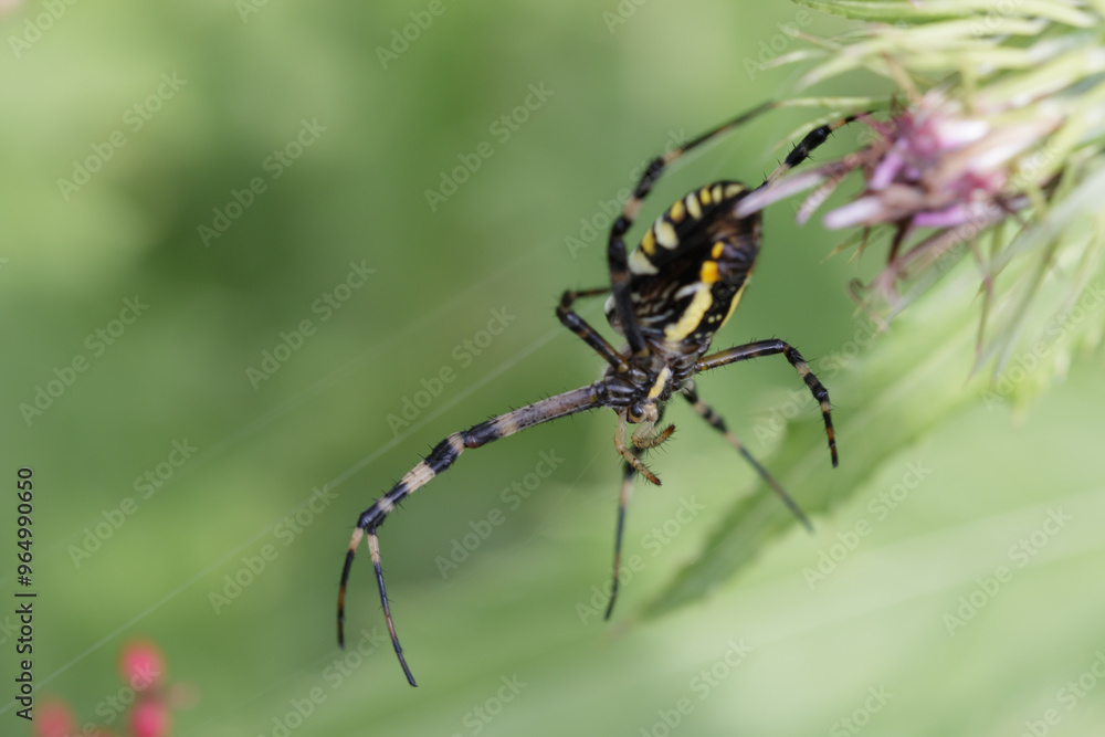 Orb-weaver spider insect on green leaf by thistle flower Orb-weaver spider insect on green leaf by thistle flower