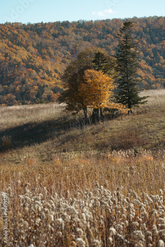 Group of autumn colour trees in natural grassland Japanese landscape photo