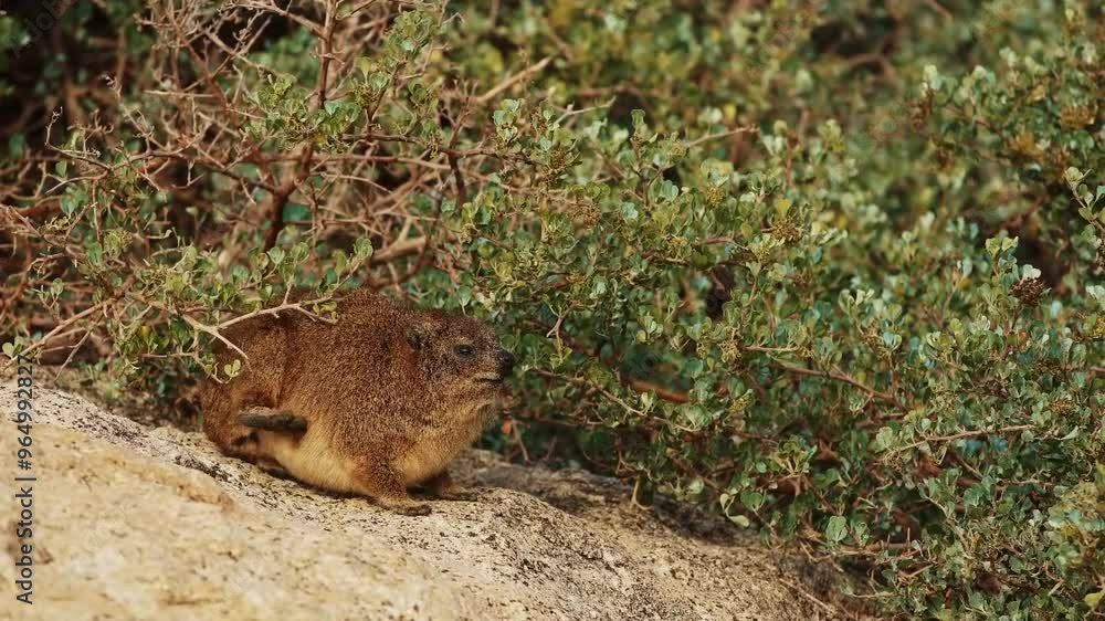 rock hyrax cute animal close up outdoor in wildlife nature of South Africa, Simon's town. Mammal animals procavia capensis concept. Little brown hyrax portrait cleaning his soft fur at sunny day rock hyrax cute animal close up outdoor in wildlife nature of South Africa, Simon's town. Mammal animals procavia capensis concept. Little brown hyrax portrait cleaning his soft fur at sunny day