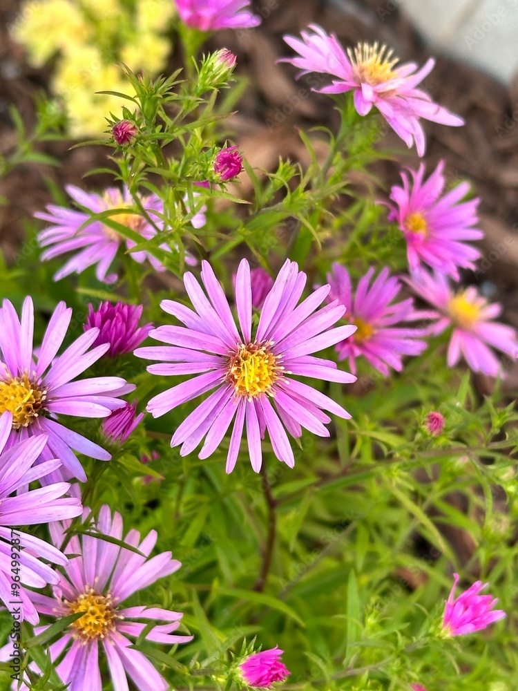 flowers flowers