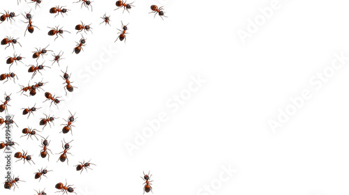 Wallpaper Mural Graphic frame of ants insects, isolated border Torontodigital.ca